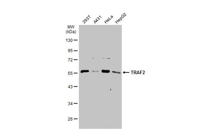 TRAF2 Antibody in Western Blot (WB)