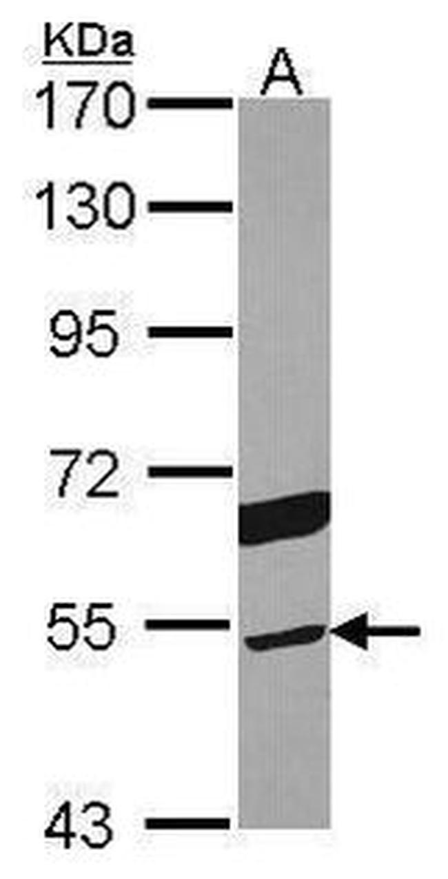 TRAF2 Antibody in Western Blot (WB)