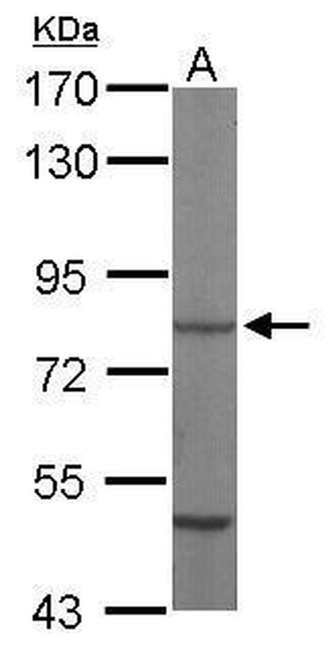 HSC70 Antibody in Western Blot (WB)