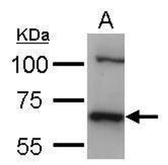 HSC70 Antibody in Western Blot (WB)