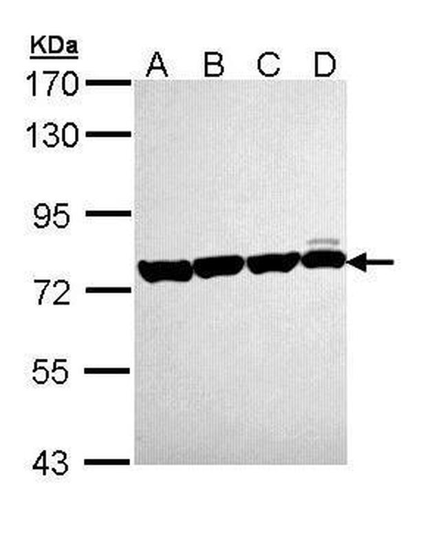 HSC70 Antibody in Western Blot (WB)