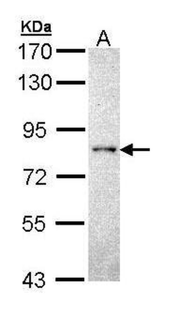 PCPTP1 Antibody in Western Blot (WB)