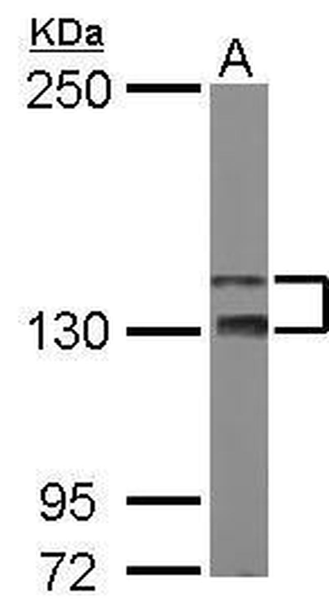 Taok2 Antibody in Western Blot (WB)