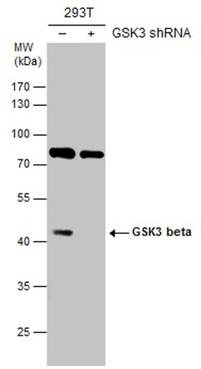 GSK3B Antibody