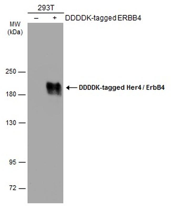 ErbB4 Antibody in Western Blot (WB)