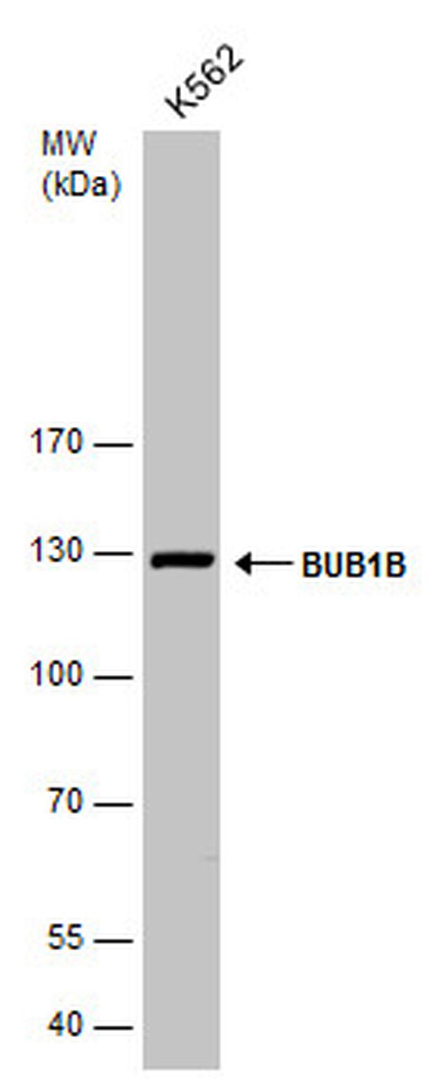 BUBR1 Antibody in Western Blot (WB)