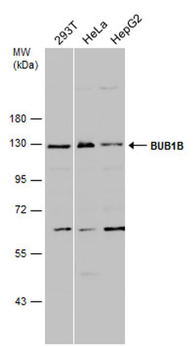 BUBR1 Antibody in Western Blot (WB)