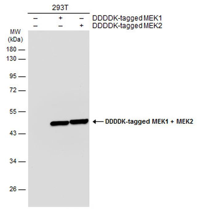 MEK2 Antibody in Western Blot (WB)