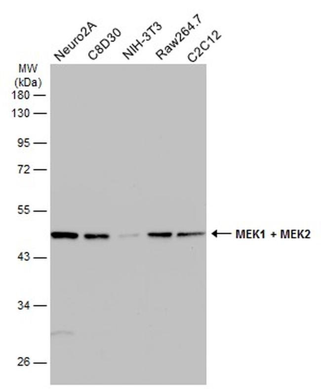 MEK2 Antibody in Western Blot (WB)