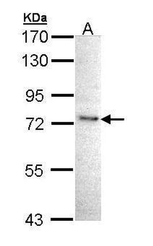 IKK epsilon Antibody in Western Blot (WB)