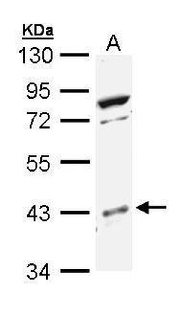 p38 MAPK beta Antibody in Western Blot (WB)