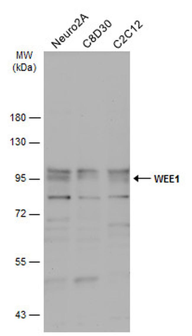 WEE1 Antibody in Western Blot (WB)