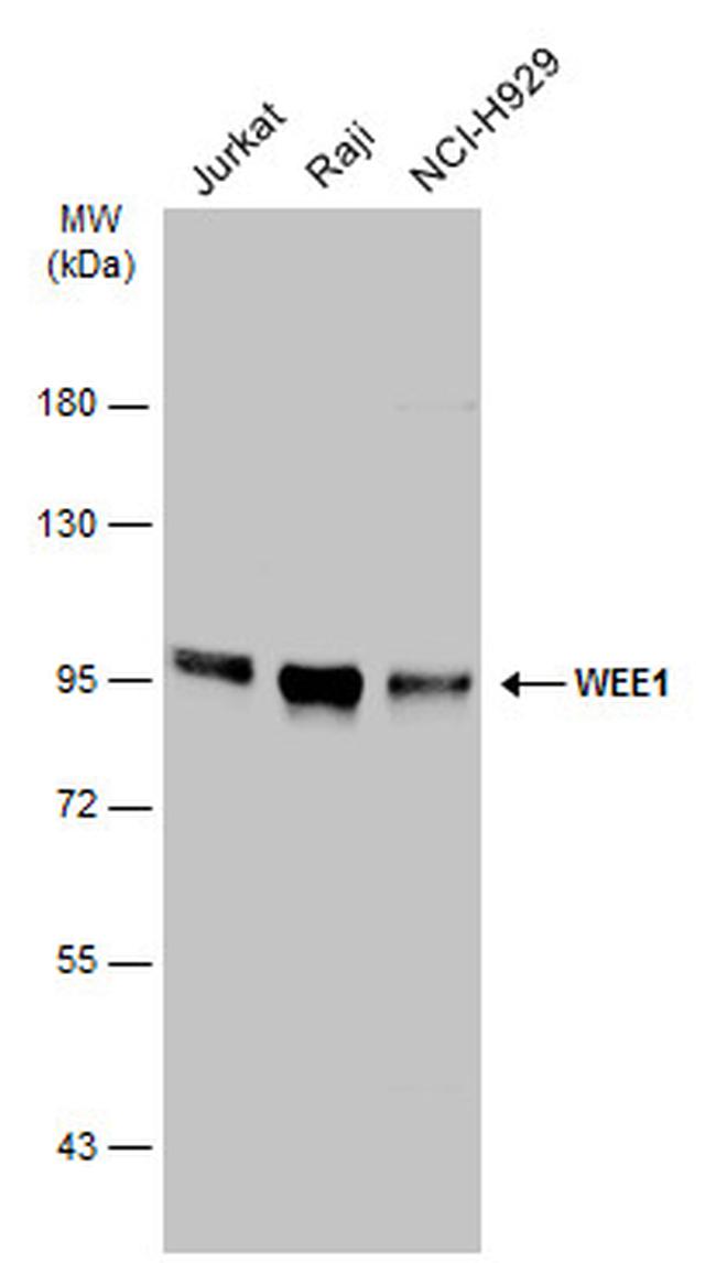 WEE1 Antibody in Western Blot (WB)