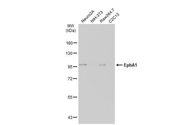 EphA1 Antibody in Western Blot (WB)