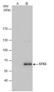 MST2 Antibody in Immunoprecipitation (IP)