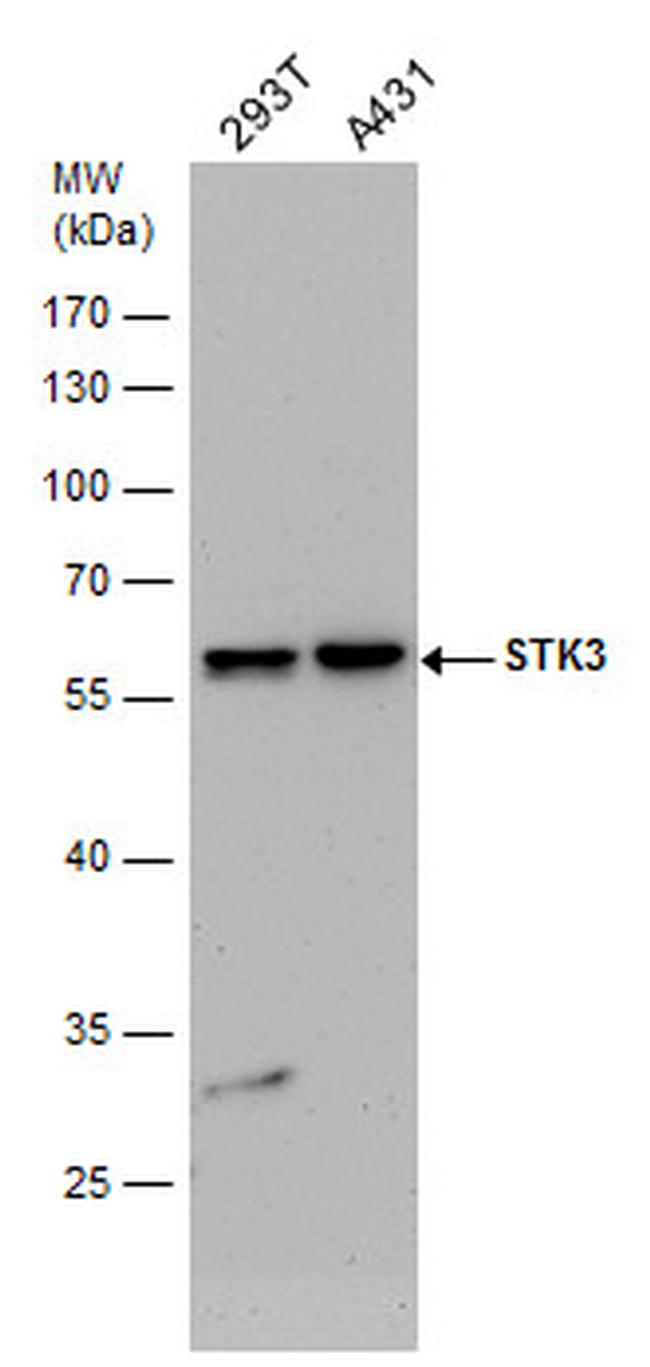 MST2 Antibody in Western Blot (WB)