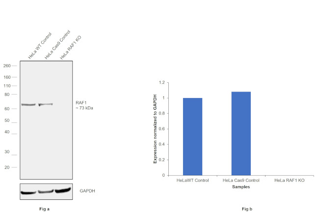 c-Raf Antibody in Western Blot (WB)