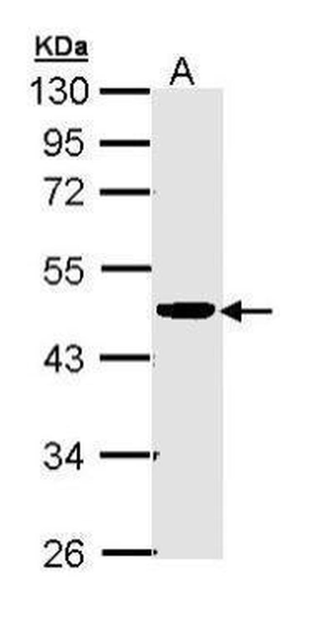 CKMT2 Antibody in Western Blot (WB)