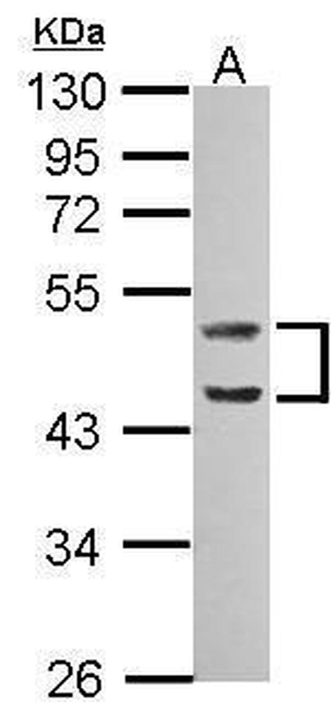 Caspase 1 Antibody in Western Blot (WB)