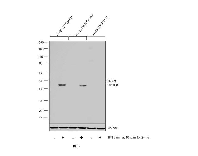 Caspase 1 Antibody in Western Blot (WB)