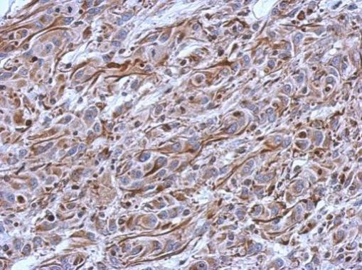 CNPase Antibody in Immunohistochemistry (Paraffin) (IHC (P))