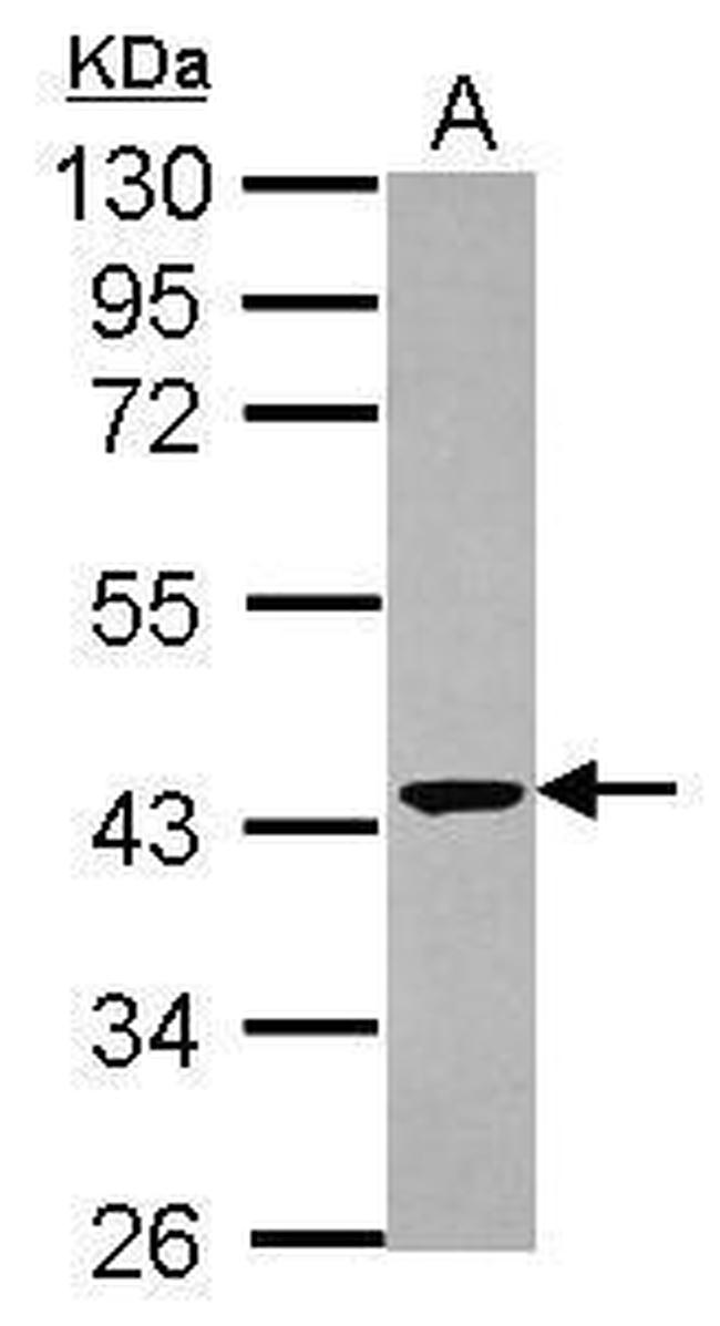 CNPase Antibody in Western Blot (WB)