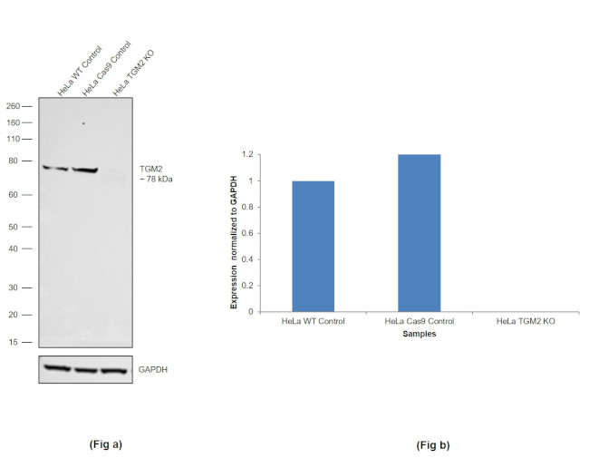 TGM2 Antibody