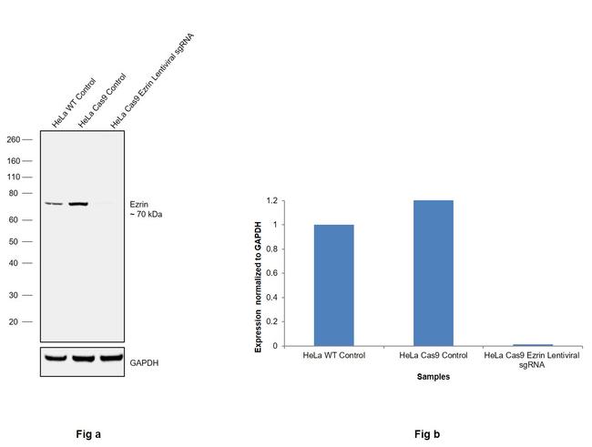 Ezrin Antibody in Western Blot (WB)