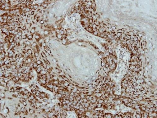 Adenylate Kinase 2 Antibody in Immunohistochemistry (Paraffin) (IHC (P))