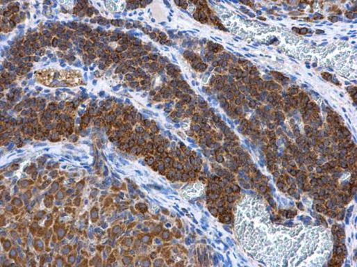 Adenylate Kinase 2 Antibody in Immunohistochemistry (Paraffin) (IHC (P))