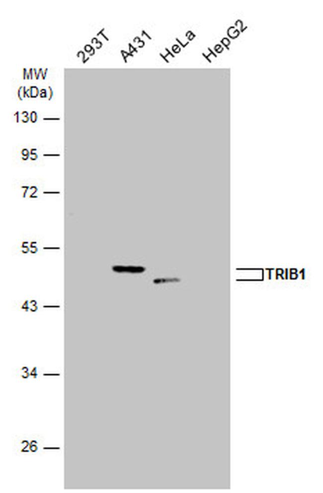 TRIB1 Antibody in Western Blot (WB)