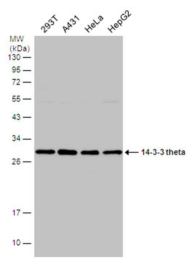 14-3-3 theta Antibody in Western Blot (WB)