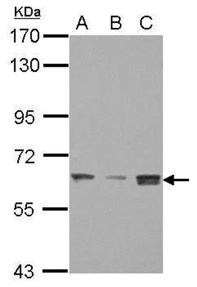 BAF60C Antibody in Western Blot (WB)