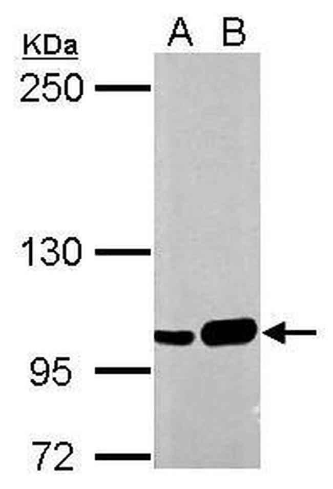 SFPQ Antibody in Western Blot (WB)