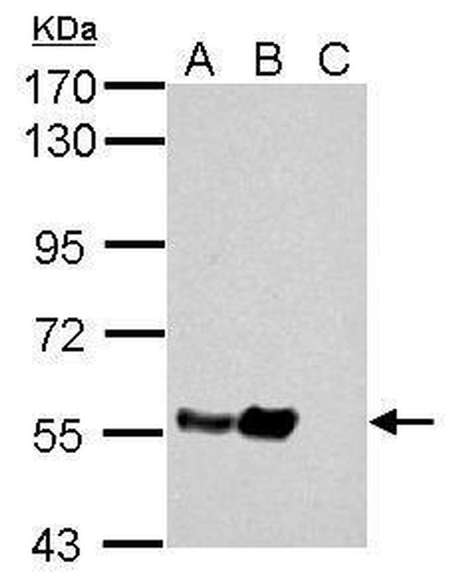 TUBA1A Antibody in Western Blot (WB)