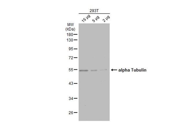 TUBA1A Antibody in Western Blot (WB)