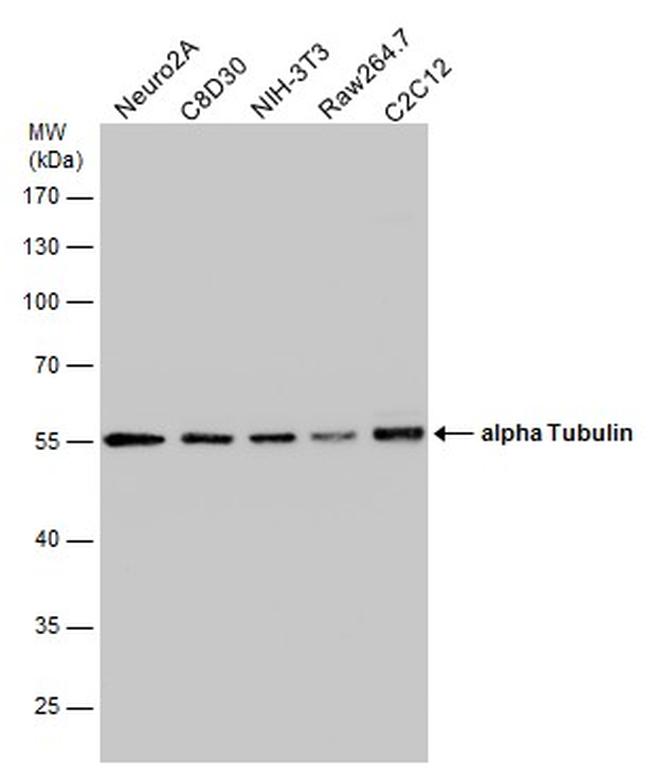 TUBA1A Antibody in Western Blot (WB)