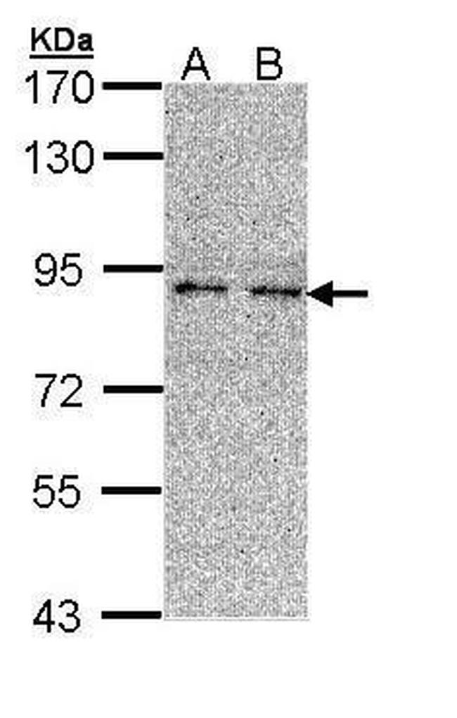 LONRF3 Antibody in Western Blot (WB)