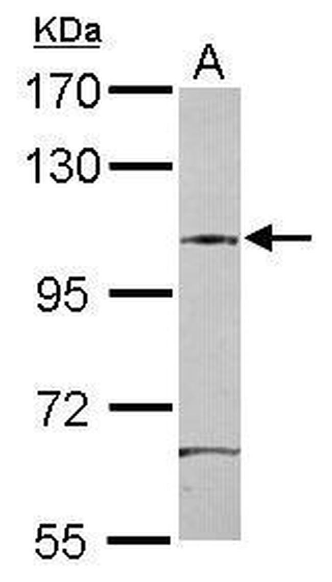 SAP130 Antibody in Western Blot (WB)