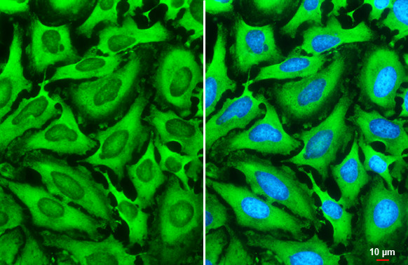 G3BP1 Antibody in Immunocytochemistry (ICC/IF)