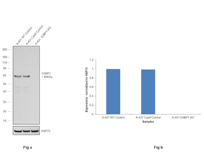 G3BP1 Antibody