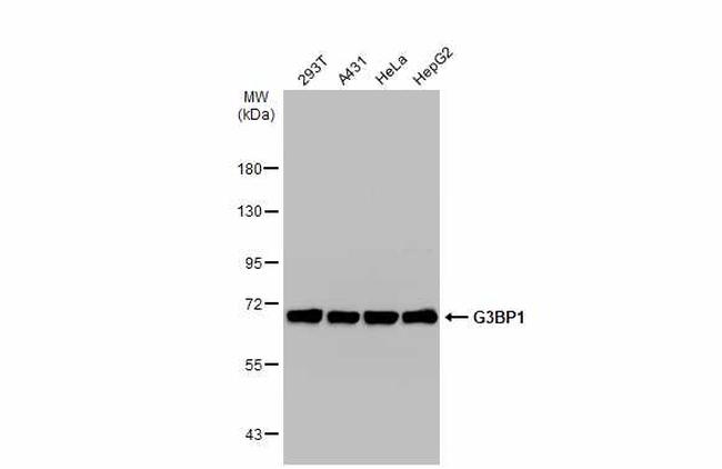 G3BP1 Antibody in Western Blot (WB)