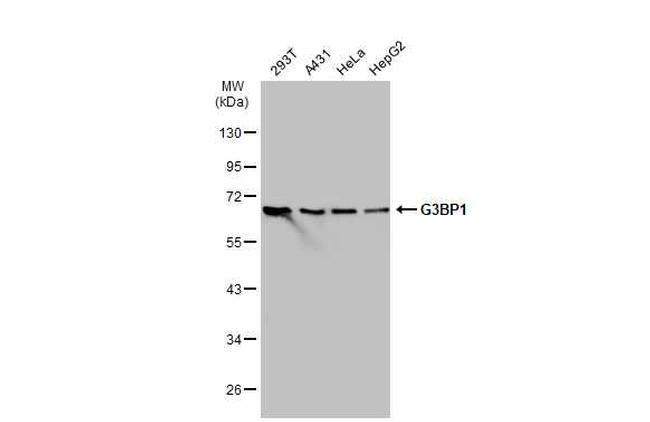 G3BP1 Antibody in Western Blot (WB)