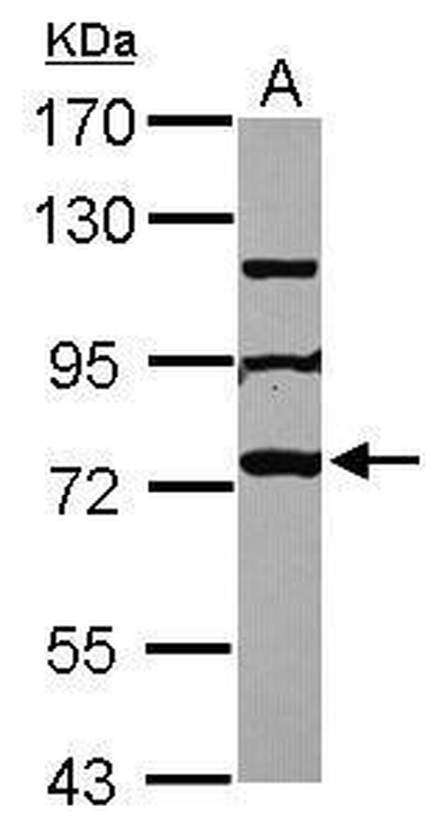 MPP10 Antibody in Western Blot (WB)