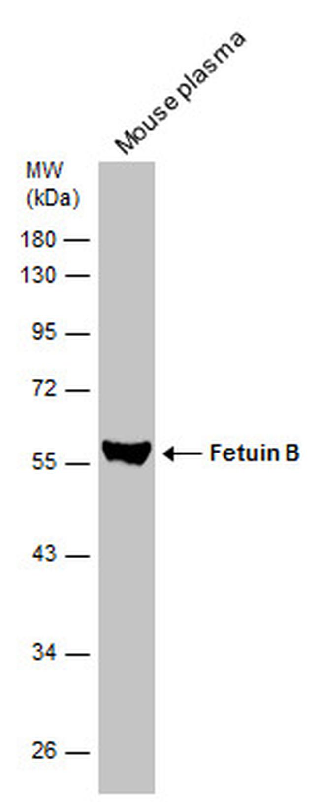 Fetuin B Antibody in Western Blot (WB)