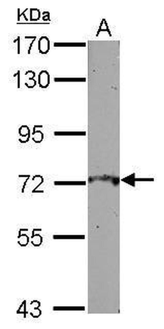 L3MBTL4 Antibody in Western Blot (WB)