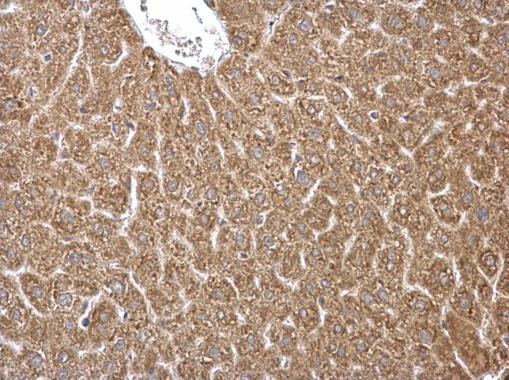 HMGCS1 Antibody in Immunohistochemistry (Paraffin) (IHC (P))