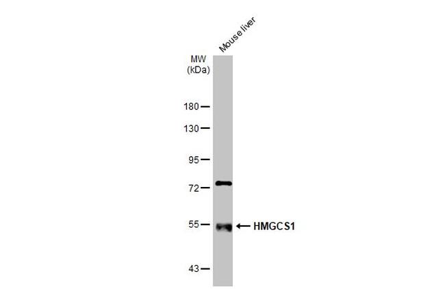 HMGCS1 Antibody in Western Blot (WB)