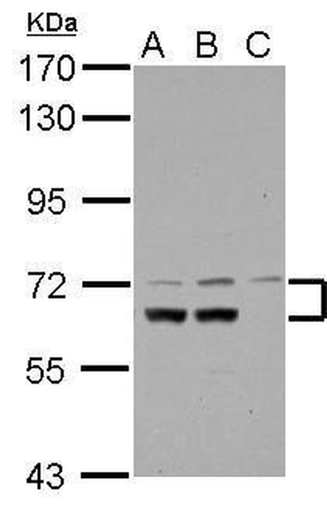 DYNC1I1 Antibody in Western Blot (WB)