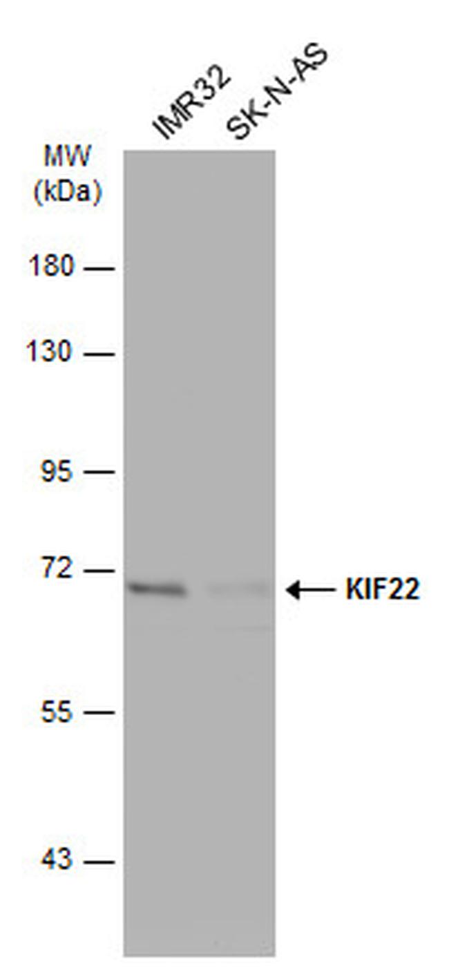 KID Antibody in Western Blot (WB)